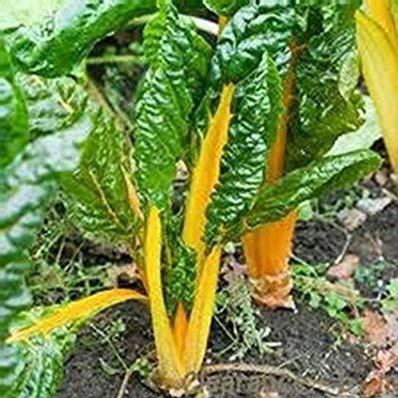 XOLDA Swiss Chard Yellow Plant Seed  (36 per packet)