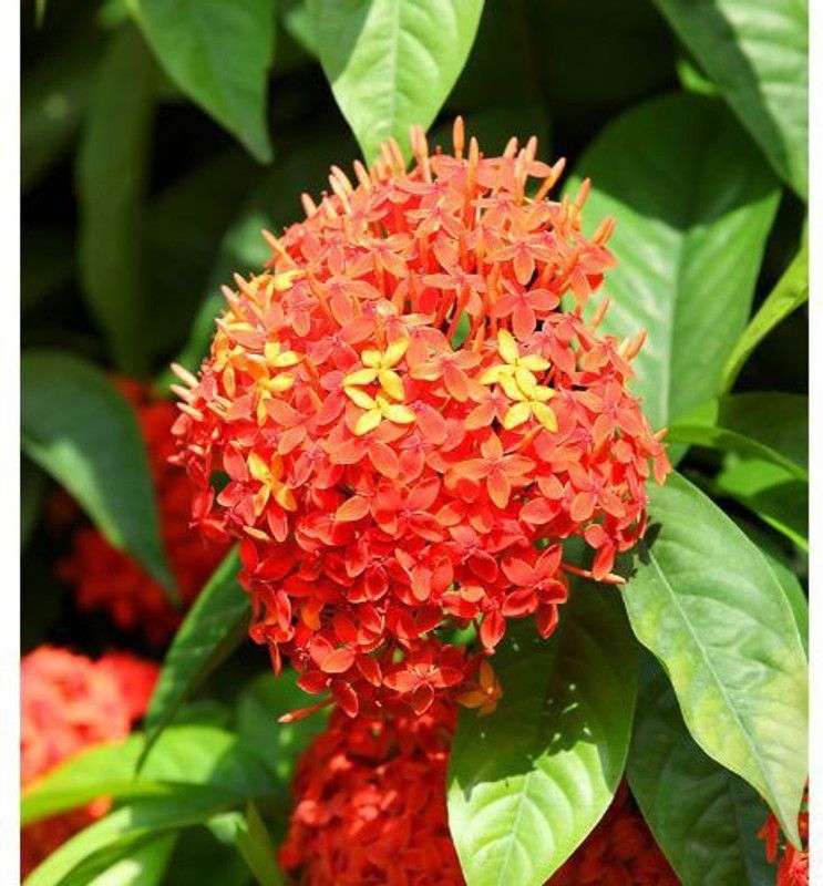 Artful Creature Ashok Plant  (Hybrid, Pack of 1)