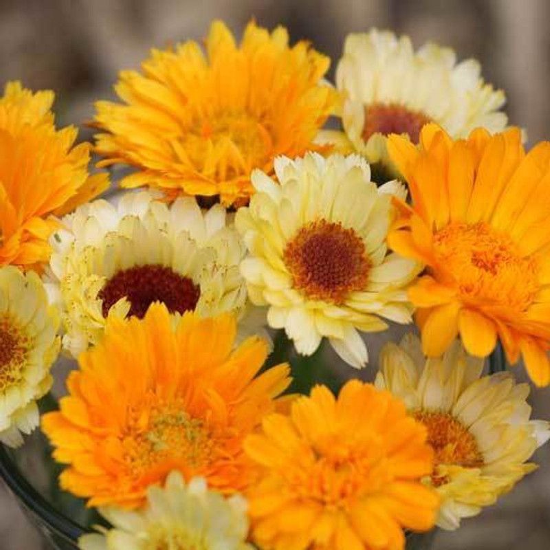 Paudha Calendula Mix Seed  (11 per packet)