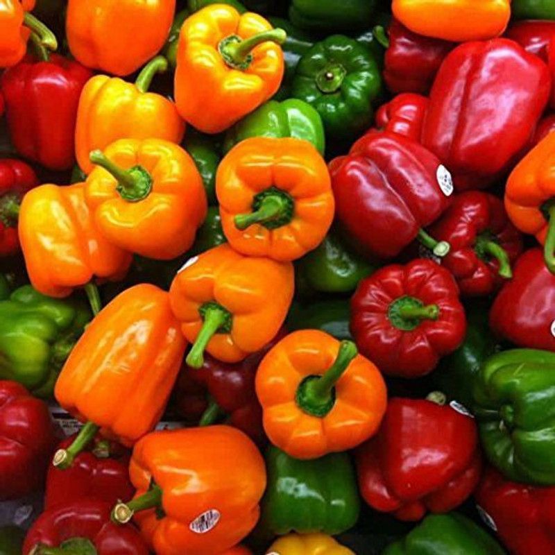 JRYU Green Capsicum Seed  (250 per packet)
