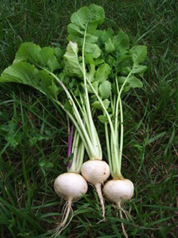 XOLDA Turnip White plant Seed  (41 per packet)