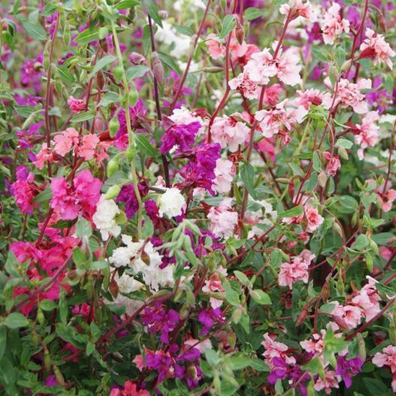 Nodoc Clarkia elegans double mix Seed  (25 per packet)