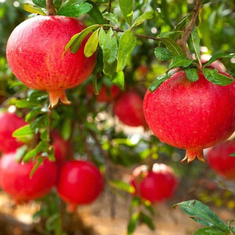 PLANTZON Pomegranate Hybrid Fruit Seed  (36 per packet)