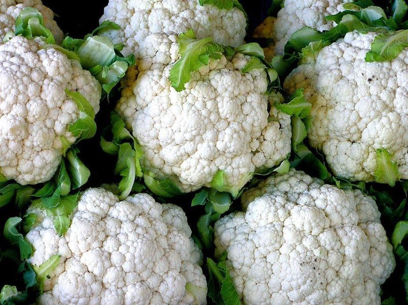 VibeX LXI-39 - Brassica oleracea Snowball Y Improved Cauliflower - (1350 Seeds) Seed  (1350 per packet)