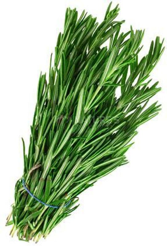 Nodoc Organic terragon herb Seed  (16 per packet)