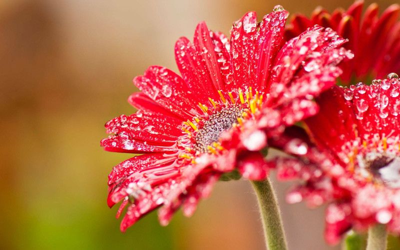 XOLDA Exotic daisy red Seed  (34 per packet)