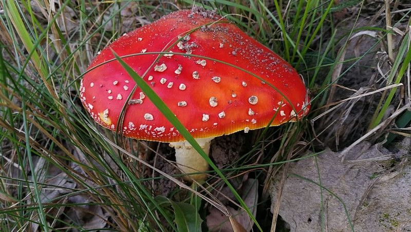 Nodoc Organic mushroom herb Seed  (18 per packet)