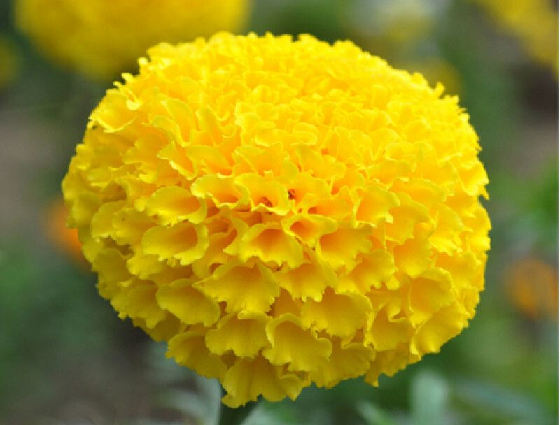 Nodoc Exotic marigold yellow Seed  (38 per packet)