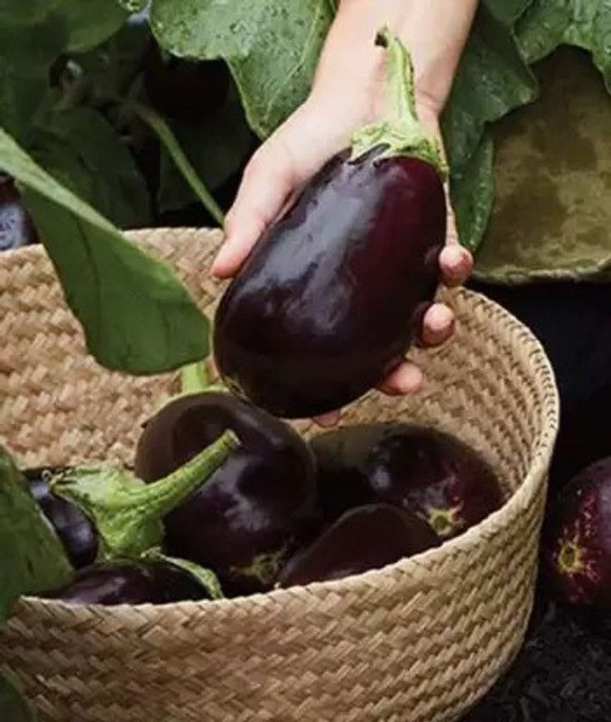 Chalisa Agencies Brinjal, Bhaingan Seed  (280 per packet)