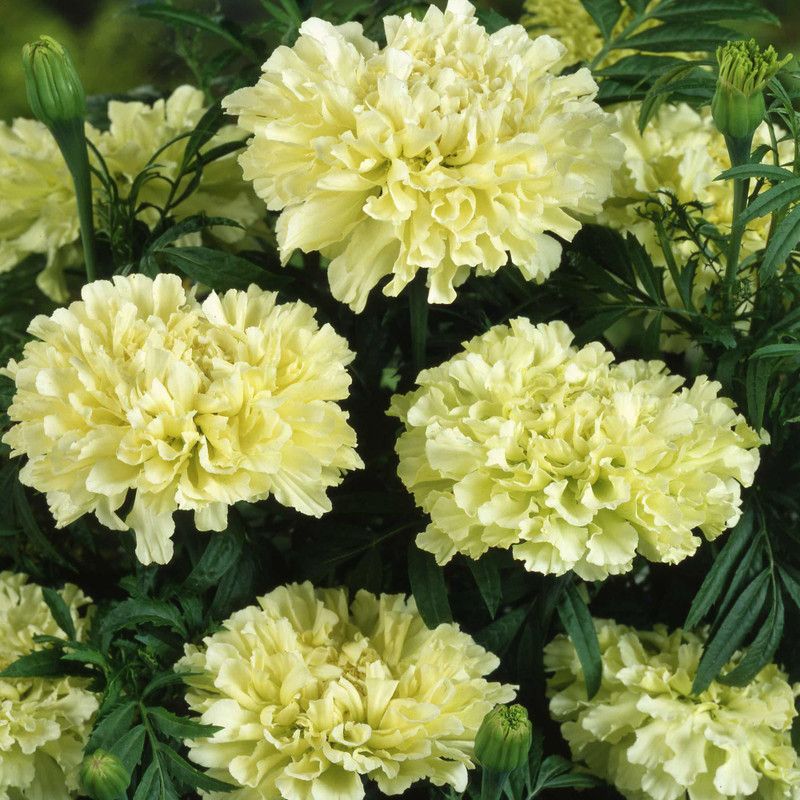 Mozette Hybrid Mari Gold White Seed  (60 per packet)