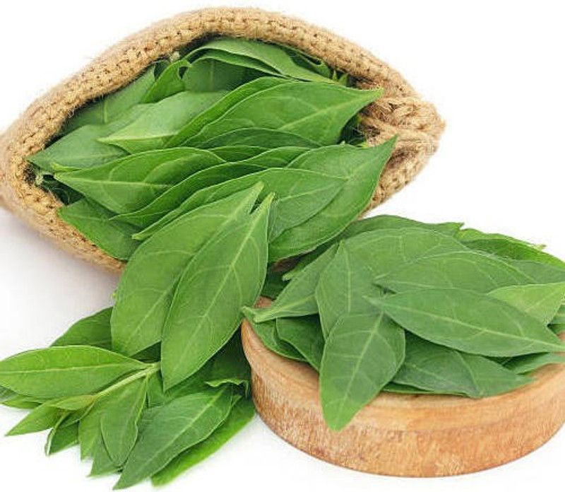 XOLDA Mehndi Plant Seed  (31 per packet)