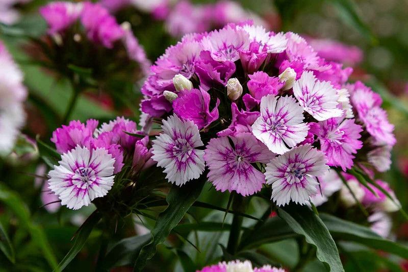 XOLDA Exotic sweet william Seed  (31 per packet)
