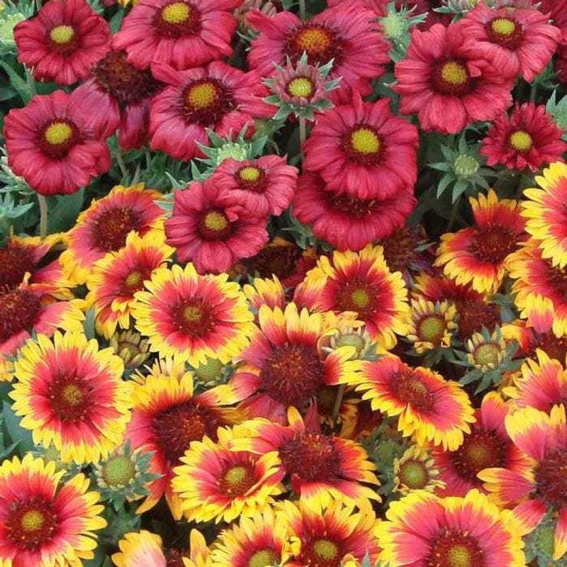 Paudha Gallardia Mixed Seed  (33 per packet)