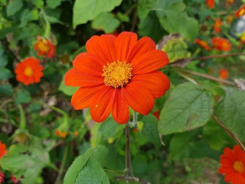 madrid Tithonia Flower Seed  (50 per packet)