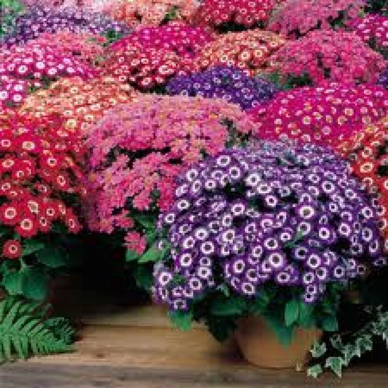 Mozette Cineraria mix Seed  (71 per packet)
