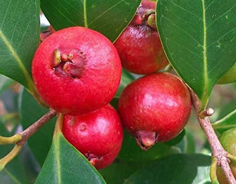JR GLOBLE Guava Plant  (Hybrid, Pack of 1)