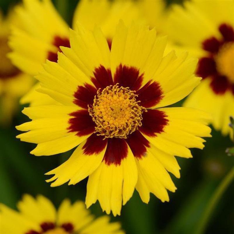 PLANTZON Coreopsis Flower Seed  (25 per packet)