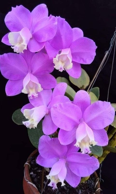 Oaul Store Orchid Plant  (Hybrid, Pack of 1)