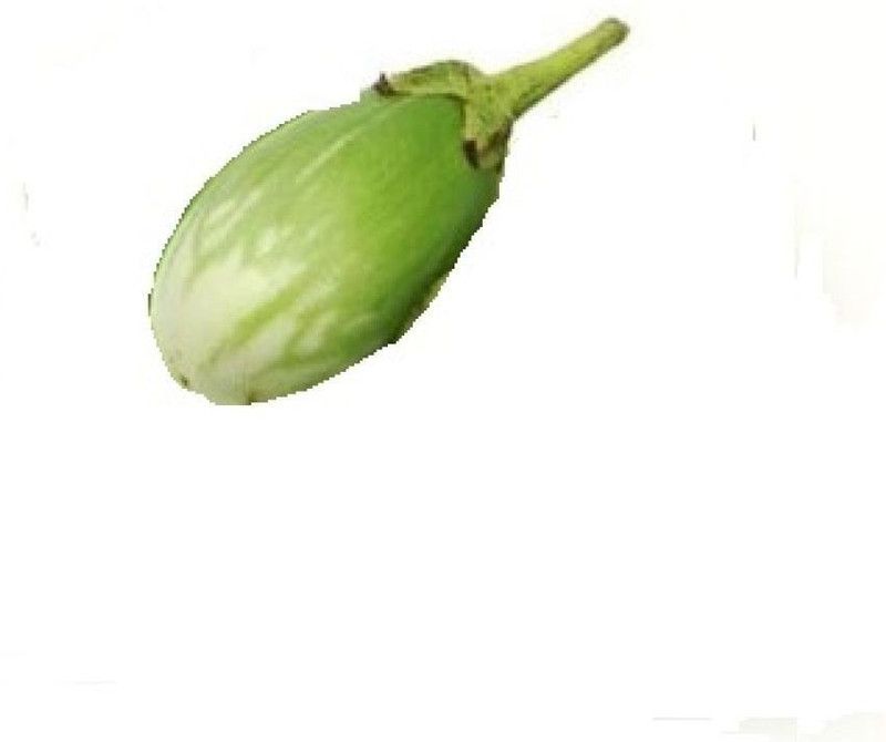 Nodoc Brinjal Green round Seed  (48 per packet)
