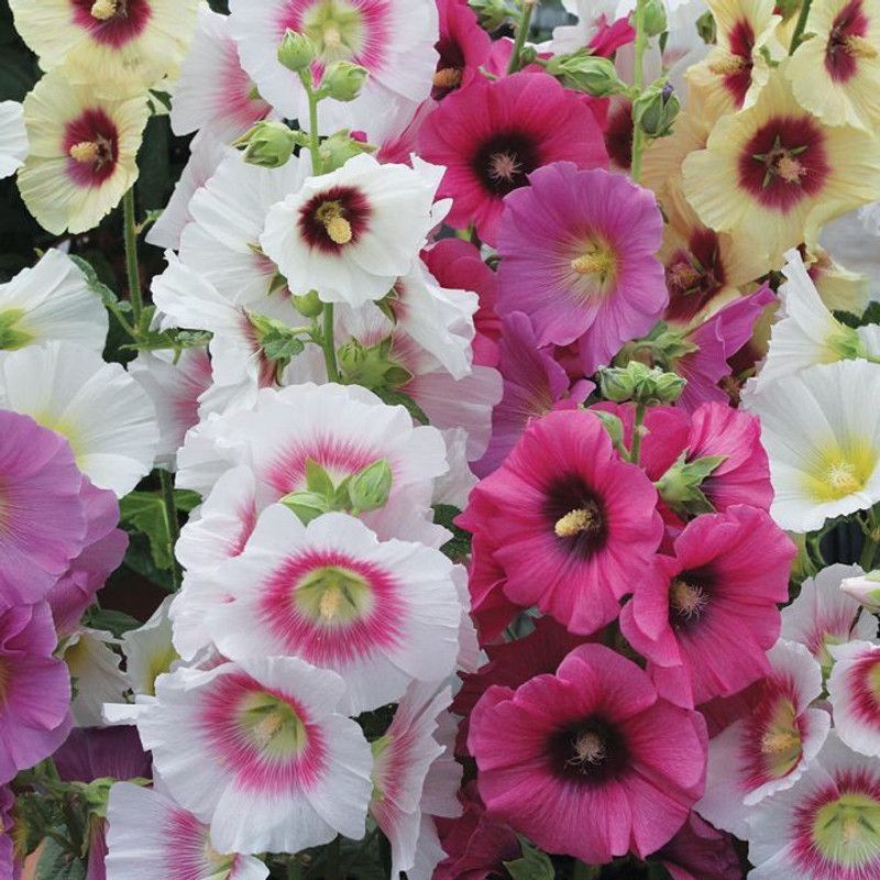 Paudha HOLLYHOCK Seed  (25 per packet)