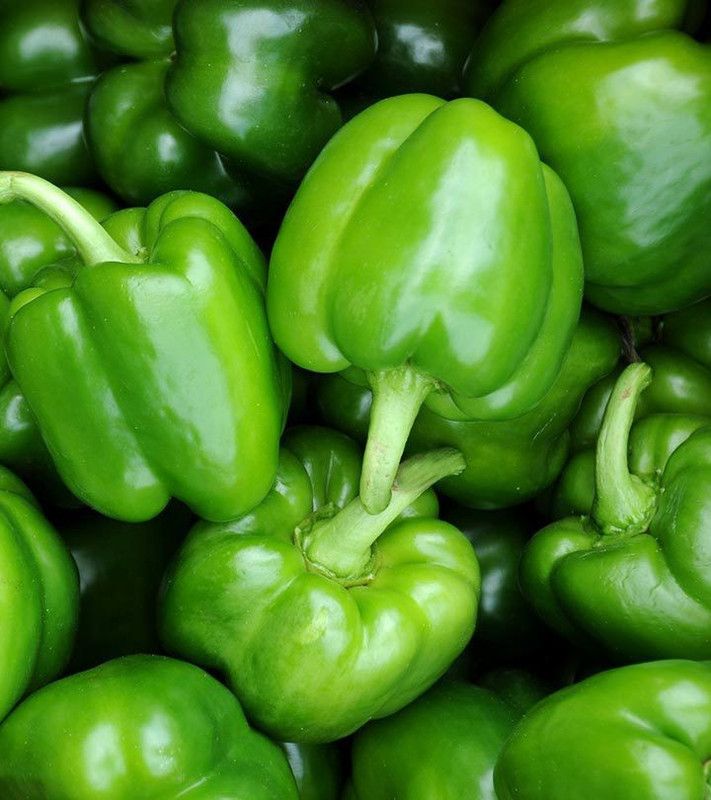 PLANTZON Green Capsicum Seed  (44 per packet)