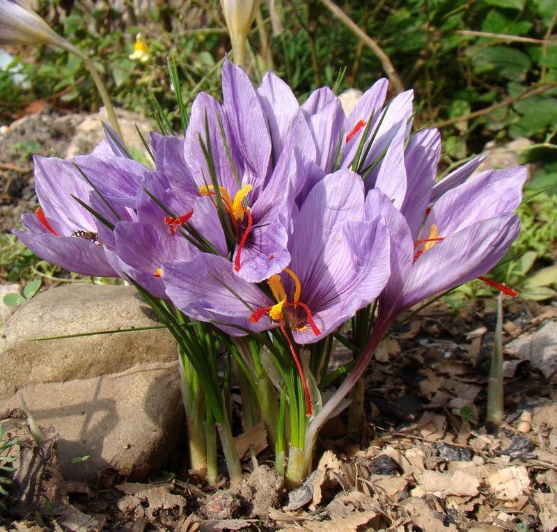 FERNSFLY® FERNSFLY® Winter Bulbs IMP. Crocus | Saffron a Grade Hybrid Quality Pot & Land Growing Bulbs (Pack of 2 Sativus Saffron Crocus) Seed  (2 per packet)