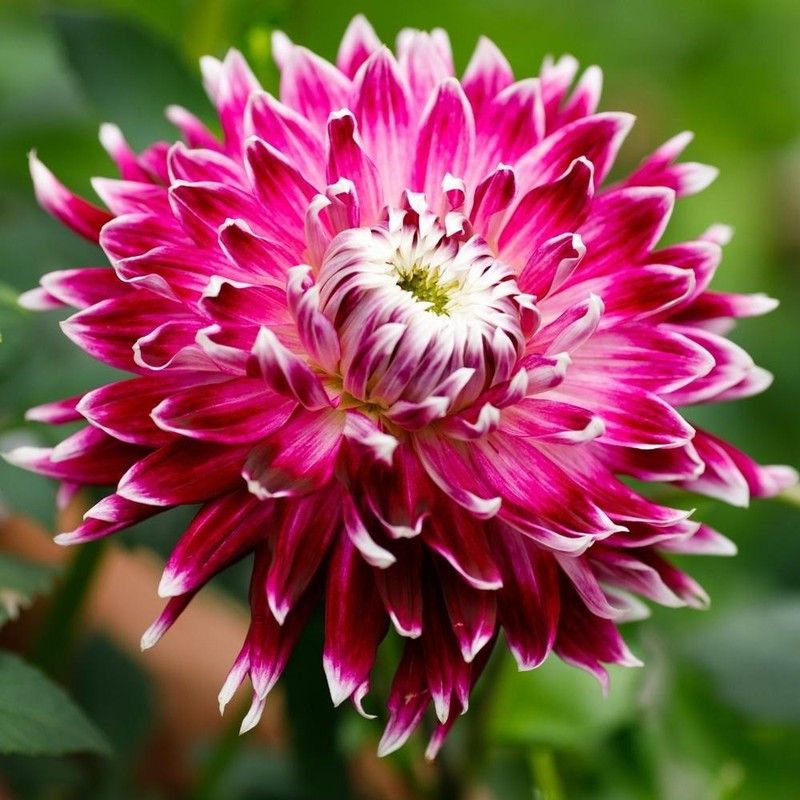 FERNSFLY® IMP. Dahlia | Dhalia | Dahalia Perennial Flower Bulbs Excellent Quality Attractive Aromatic Flower Home Outdoor Gardening Flowering Bulbs (Pack of 8 The Vancouver Dahlia) Seed  (8 per packet)