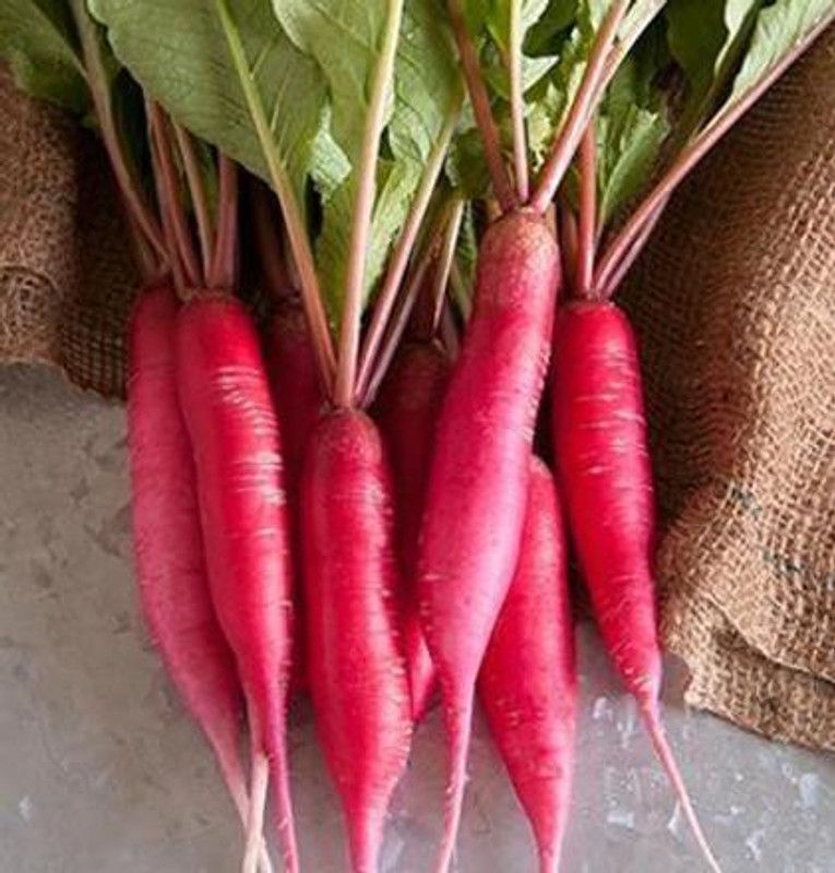 Paudha Red Radish Vegetable Seed  (21 per packet)