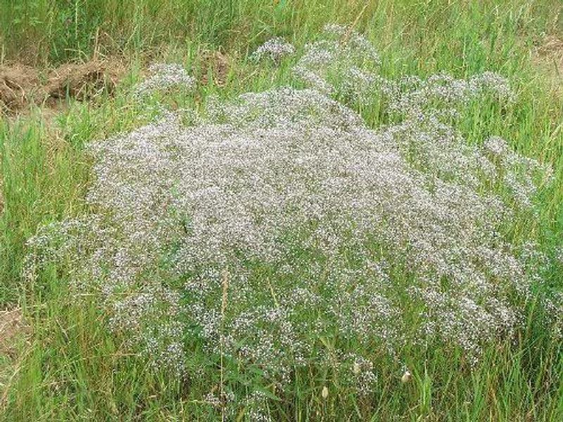 CYBEXIS Breath Covenant Garden Gypsophila Elegans Flower Seeds Seed  (50 per packet)