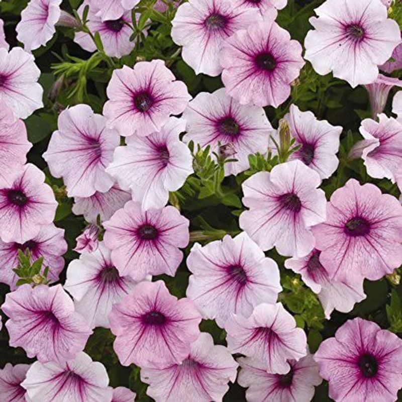 CYBEXIS Shock Wave Pink Vein Petunia Seeds Seed  (50 per packet)