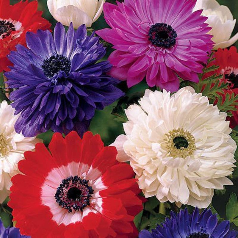 CYBEXIS Daisy- Pomponent Mixed Flower Seeds Seed  (1 g)