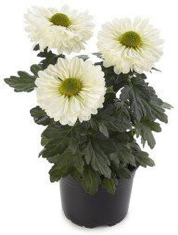 KANAYA Chrysanthamum Mix/Chamanti Seed  (85 per packet)