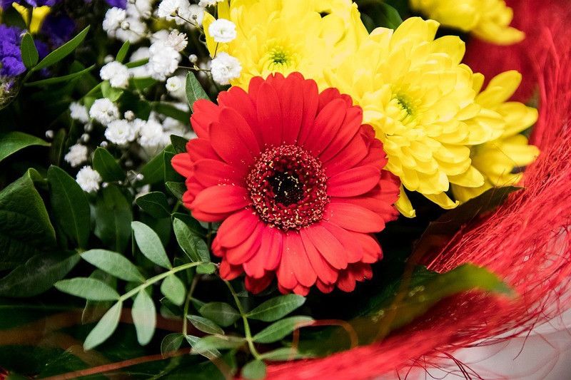 Paudha GERBERA Seed  (50 per packet)