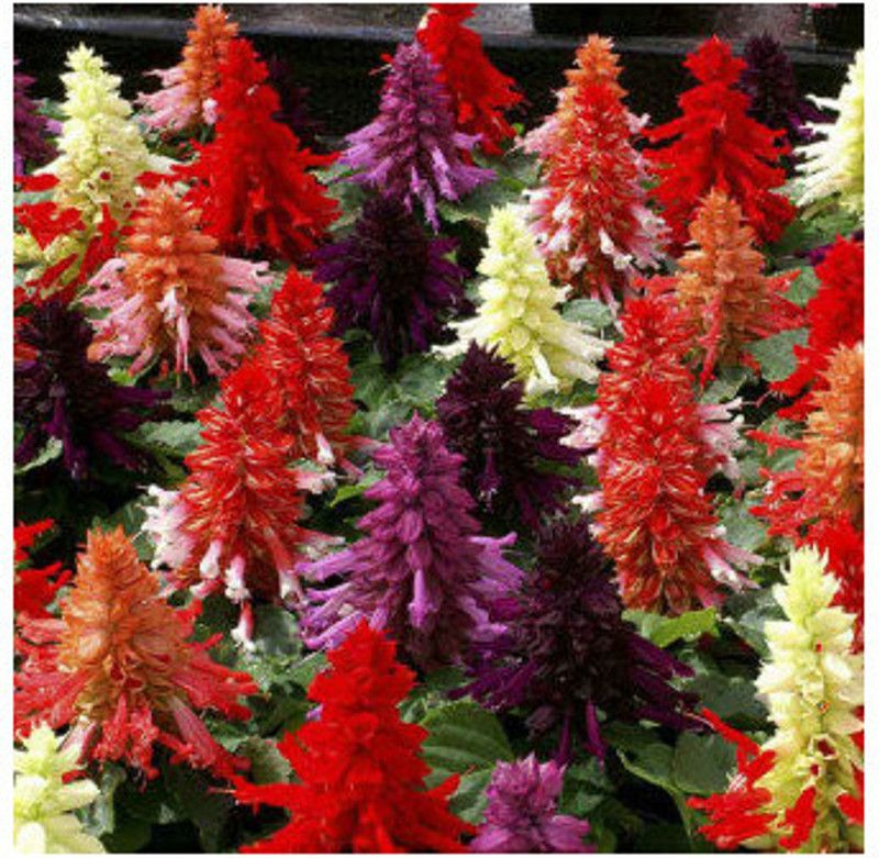 Nodoc Exotic Salvia flower Seed  (22 per packet)