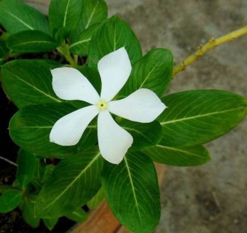 MVKR Sadabahar Plant  (Pack of 1)