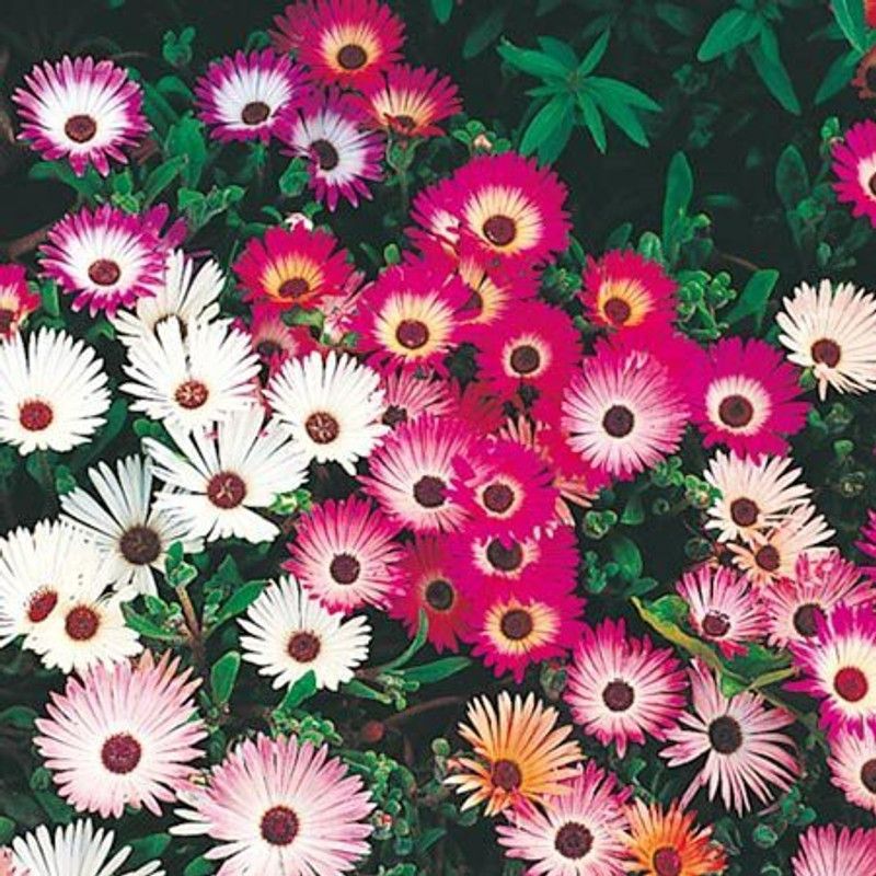 CYBEXIS Ice Plant Flower F1 Hybrid Seeds Seed  (1 g)