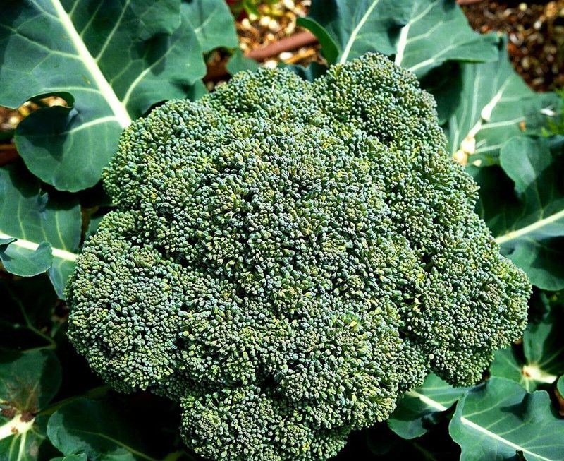CYBEXIS F1 Hybrid Seeds of Green Broccoli Limba Calabrese Summer-250 Seeds Seed  (250 per packet)