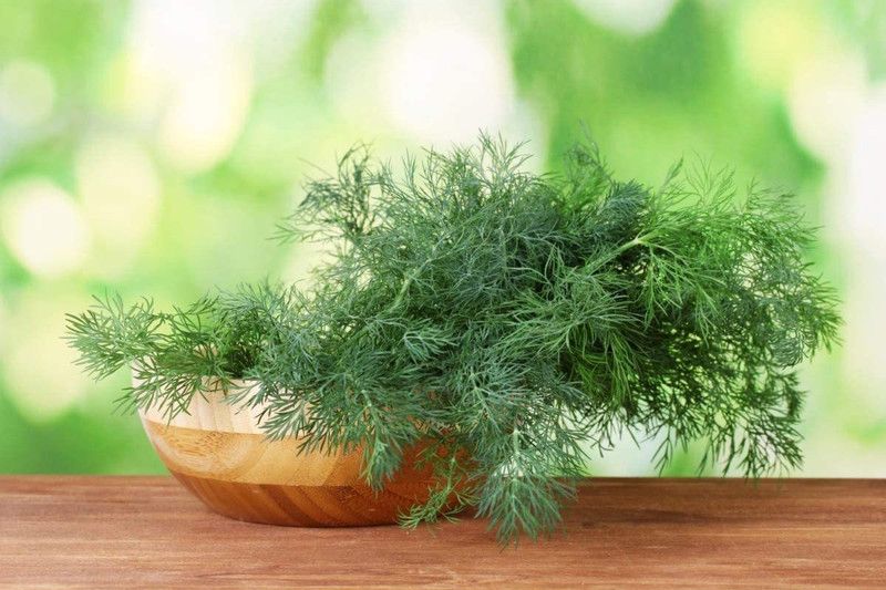 WILLVINE PAU-56 Dill Fernleaf Seeds Seed  (1000 per packet)