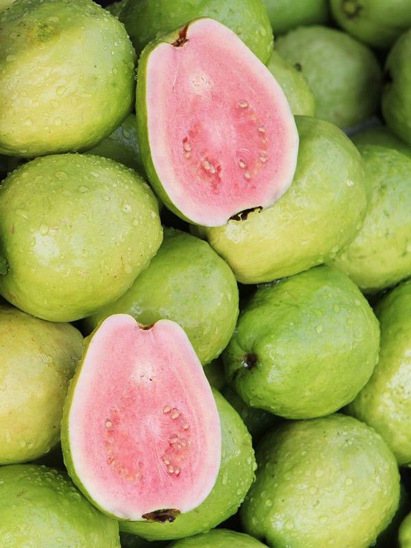 XOLDA Guava Hybrid Fruit Seed  (17 per packet)