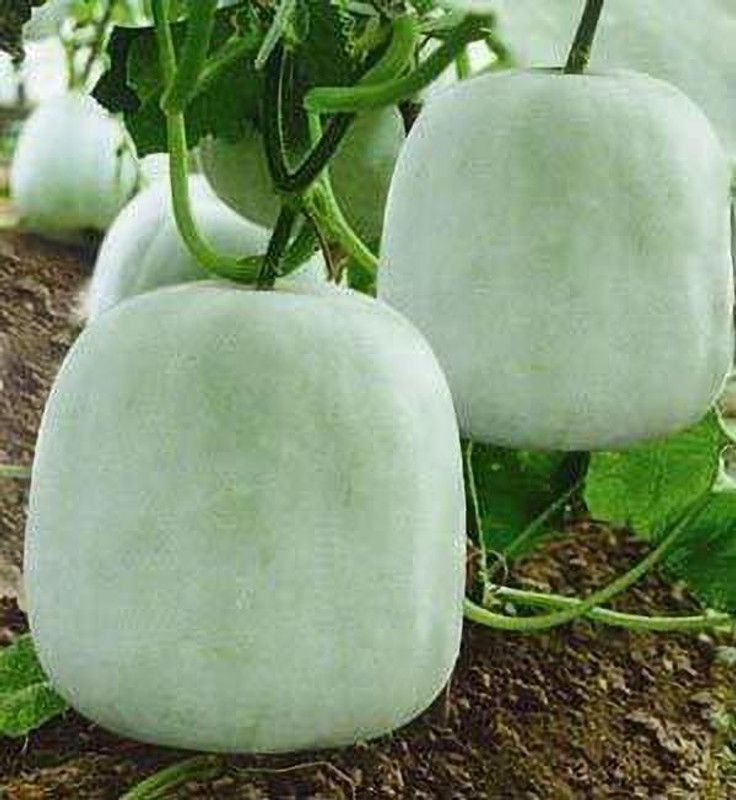 Aywal Ash Gourd (Mithai Petha) Vegetable Seed  (34 per packet)
