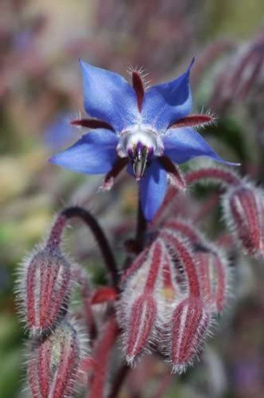 WILLVINE HUA-65 Borage Seeds Seed  (200 per packet)
