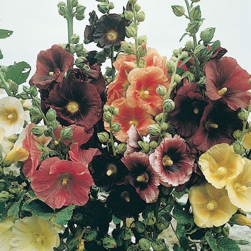 Nodoc Hollyhock Seed  (30 per packet)