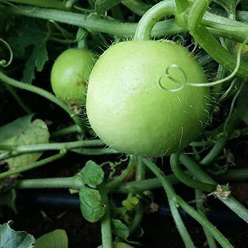 MKR Enterprises Round Gourd Seed  (150 per packet)