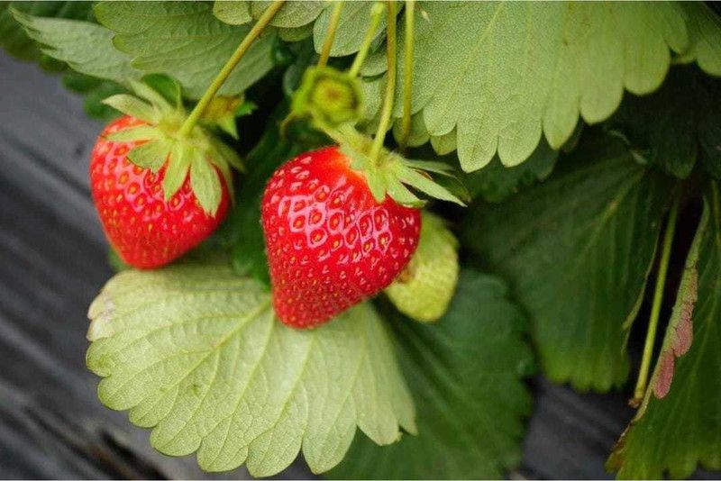 Oliver strawberry hybrid frut seeds Seed  (13 per packet)