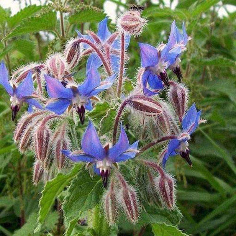 PLANTZON Borage Seed  (21 per packet)