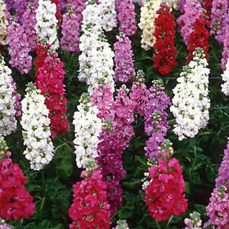 Mozette Stock Seed  (25 per packet)