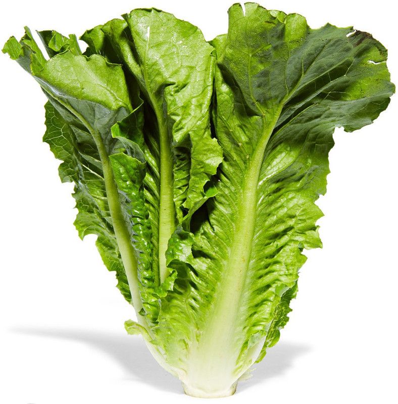 Paudha Lettuce Romaine Seed  (30 per packet)