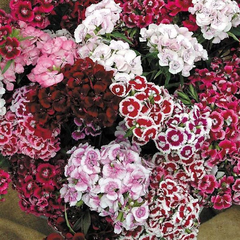 Paudha Diantnus Flower Seed  (30 per packet)