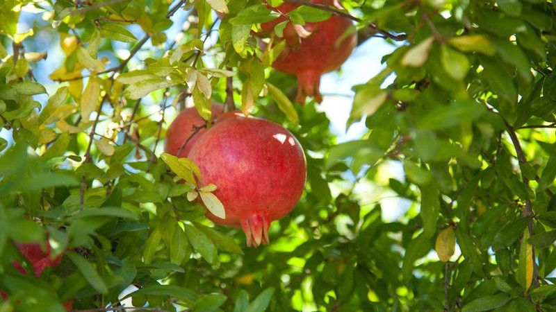 Paudha Pomegranate Seed  (31 per packet)