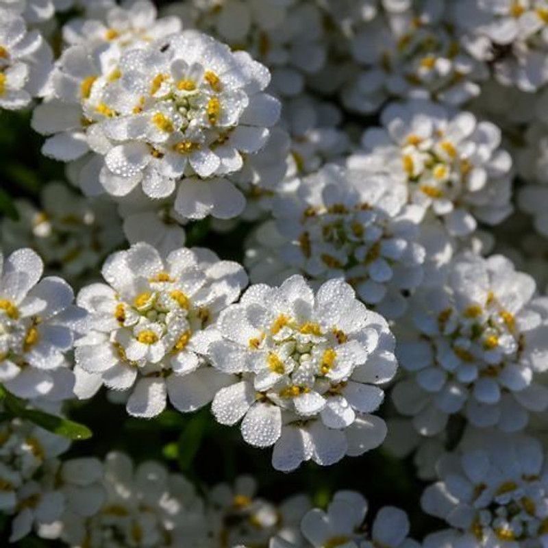 XOLDA Candytuft flower Seed  (10 per packet)